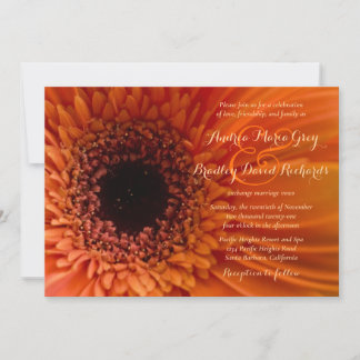 Orange Gerbera Daisy Macro Wedding bjudande in Inbjudningar