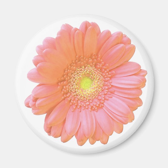 Orange gerbera daisy magnet (Framsidan)