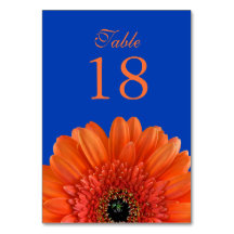 Orange Gerbera Daisy Royal Blue Bröllop