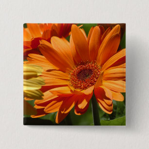 Orange Gerbera Knapp
