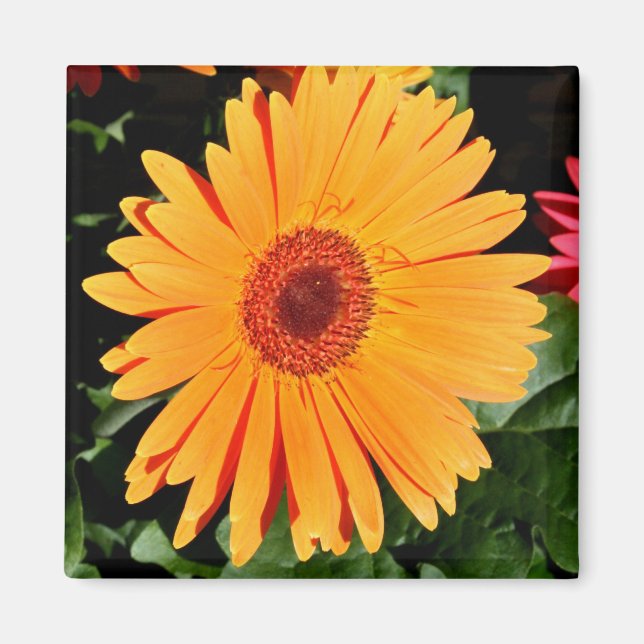 orange gerbera magnet (Framsidan)