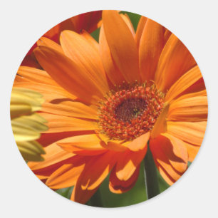 Orange Gerbera Runt Klistermärke