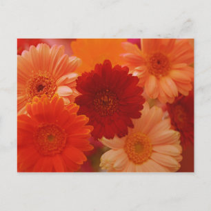 Orange Gerbera Tusenskönsblomma Blomma Foto Konst Vykort