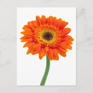 Orange Gerbera Tusenskönsblomma Vykort