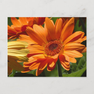 Orange Gerbera Vykort