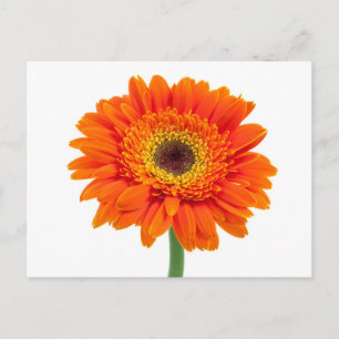 Orange Gerberadaisyblomma Vykort