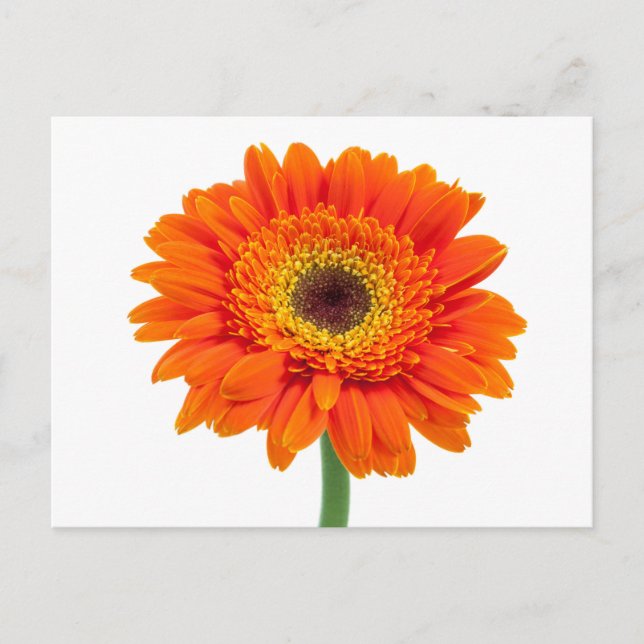 Orange Gerberadaisyblomma Vykort (Framsida)