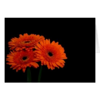 orange gerberas2 hälsningskort