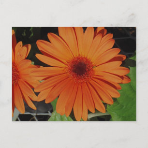 Orange Gerbers Vykort