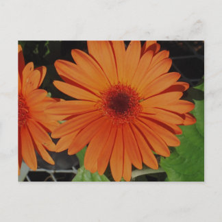 Orange Gerbers Vykort