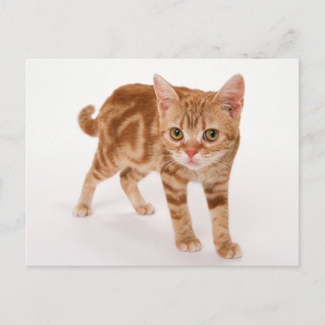 Orange Ginger Tabby Shorthair Cat Vykort (Framsida)