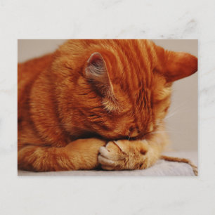 Orange Ginger Tabby Shorthair Cat Vykort
