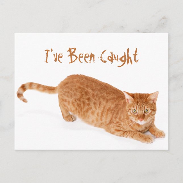 Orange Ginger Tabby Shorthair Cat Vykort (Framsida)