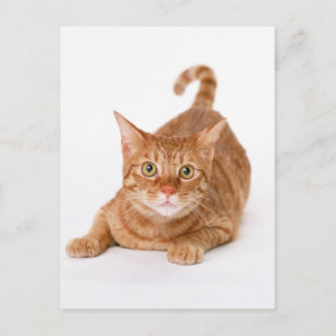 Orange Ginger Tabby Shorthair Cat Vykort