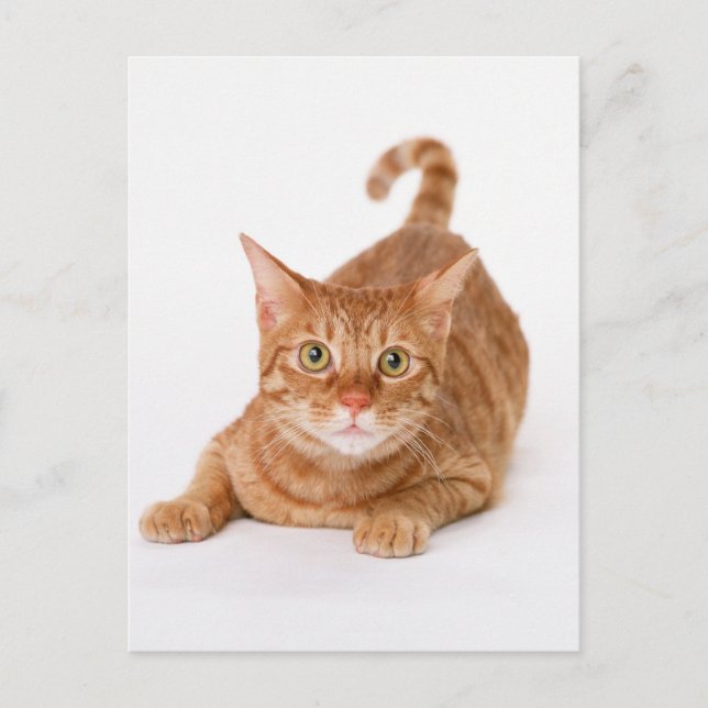 Orange Ginger Tabby Shorthair Cat Vykort (Framsida)