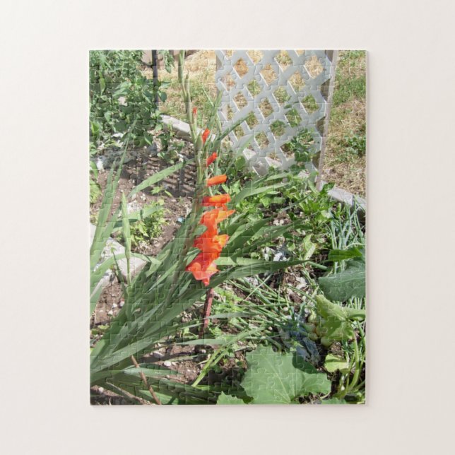 orange gladioler pussel (Vertikal)