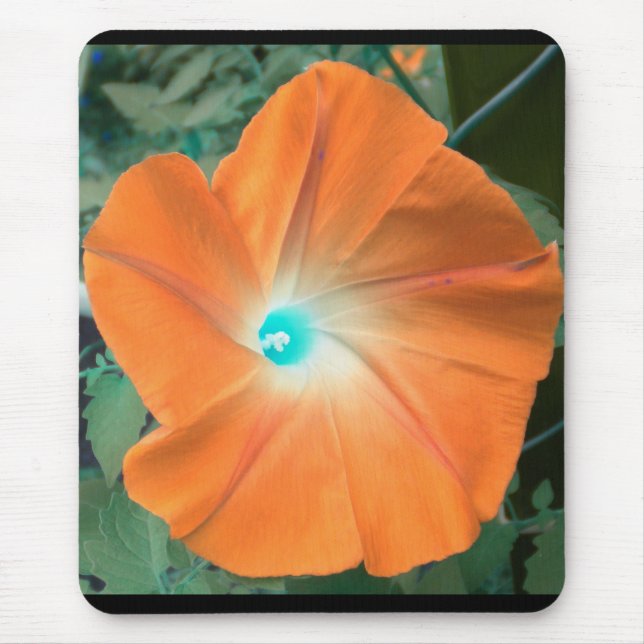 Orange God morgon Glory Musmatta (Framsidan)