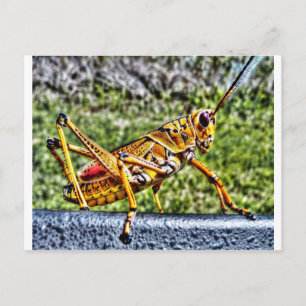 Orange Grashopper Vykort