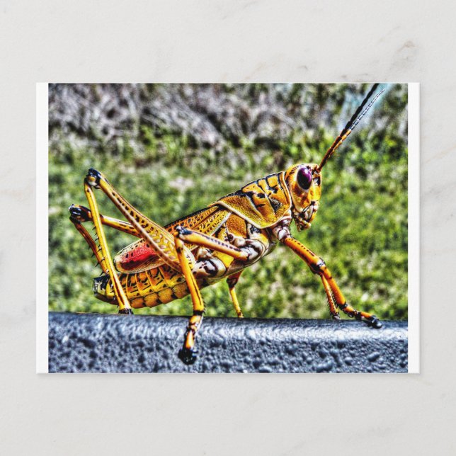 Orange Grashopper Vykort (Framsida)