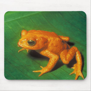 Orange groda musmatta