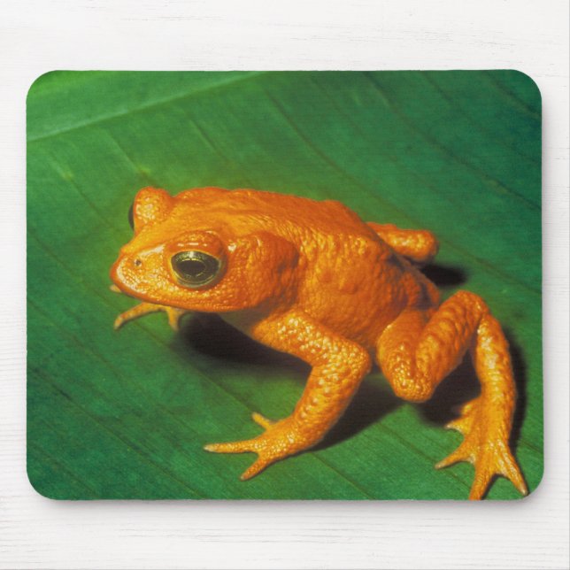 Orange groda musmatta (Framsidan)