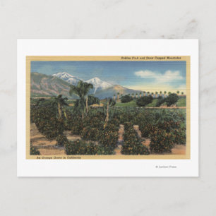 Orange Grove Scene med Snö-socklade Mts Vykort
