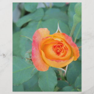 orange gul ros blomma