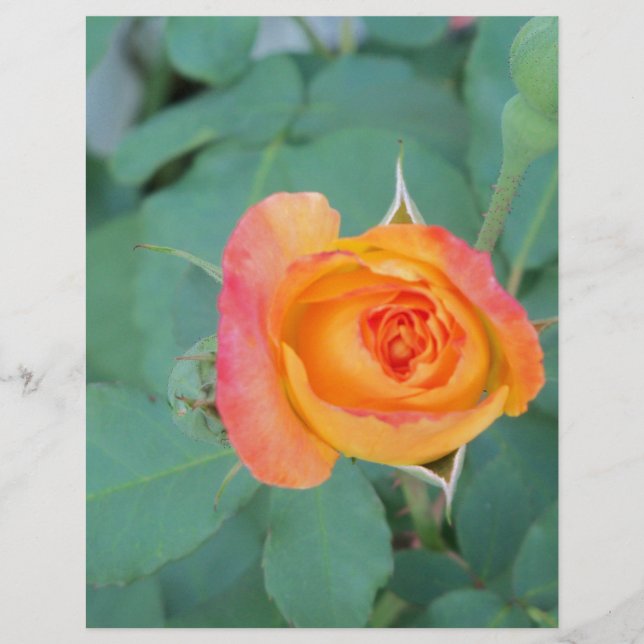 orange gul ros blomma (Framsida)