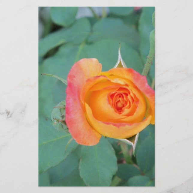 orange gul ros blomma brevpapper (Framsida)