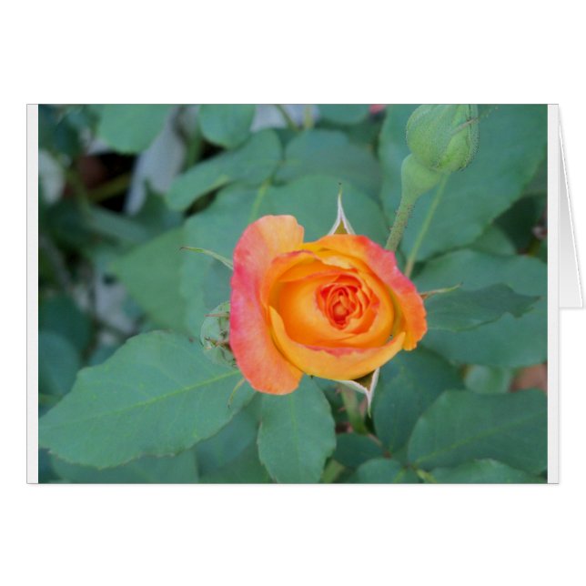 orange gul ros blomma hälsningskort (Framsidan Horizontal)