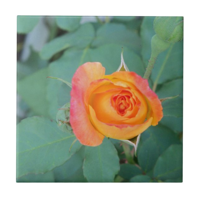 orange gul ros blomma kakelplatta (Framsidan)
