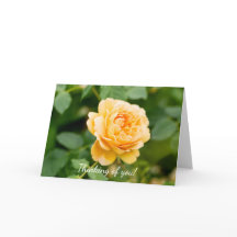 Orange Gul ros tänker på dig