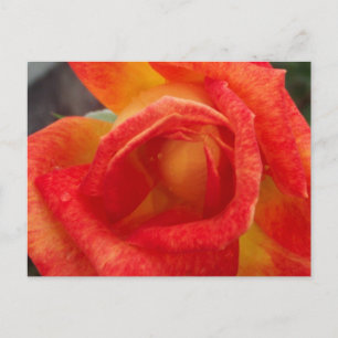 Orange & Gul ros vykort