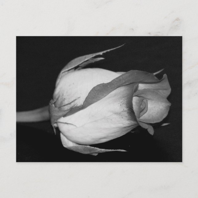 Orange-Gul ros Vykort (Framsida)