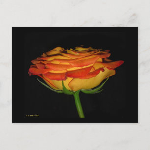 Orange/Gul ros Vykort