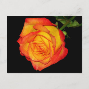 Orange-Gul ros Vykort