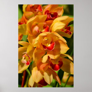 Orange Guld Orchids Photographic Art Print Poster
