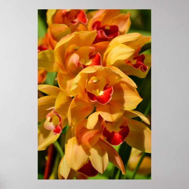 Orange Guld Orchids Photographic Art Print Poster (Framsidan)