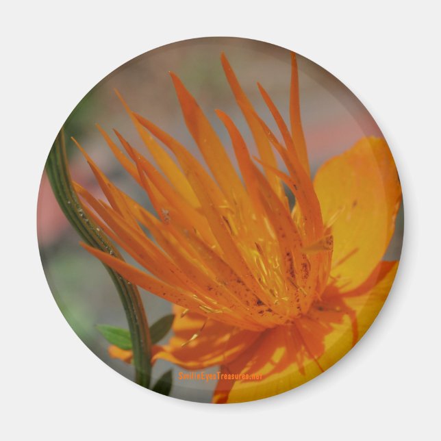 Orange Gult Blomsterfotografi Magnet (Framsidan)