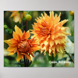 Orange & Gult Dahlia Garden Flowers RHS Wisley Poster