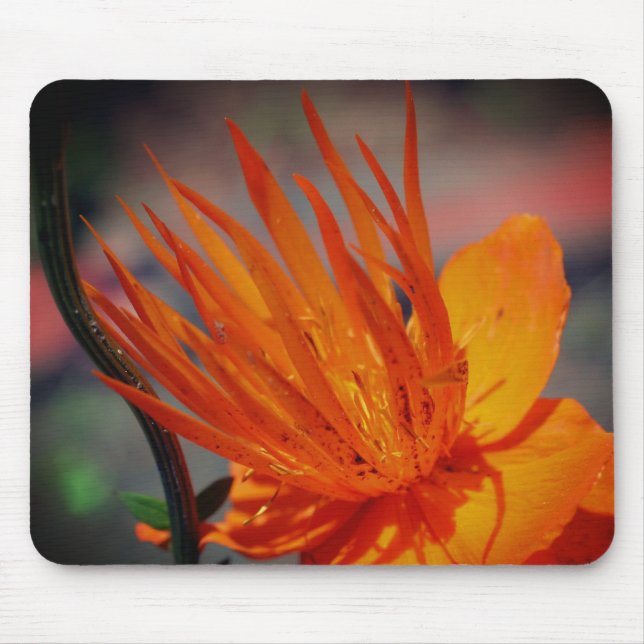 Orange Gult Flower Petals Musmatta (Framsidan)
