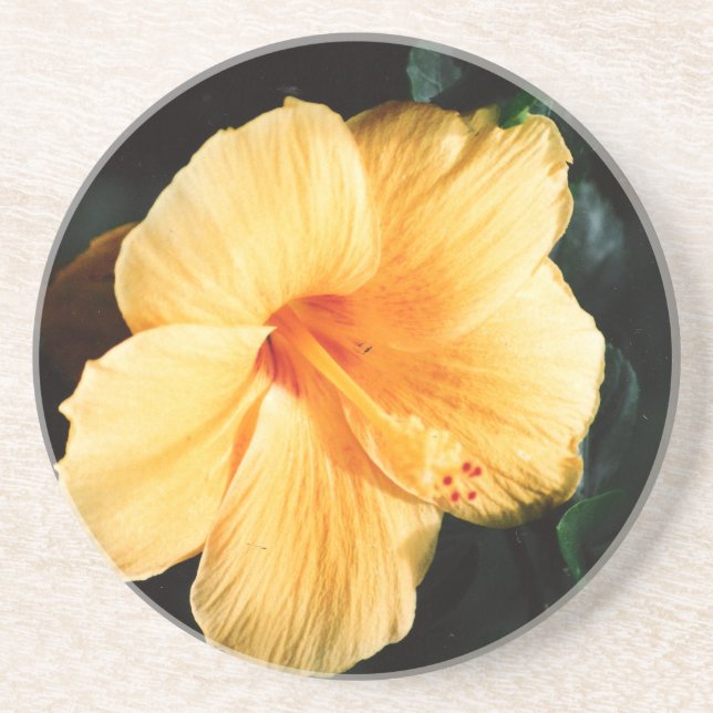 Orange Gult Hibiscus Underlägg blomma Sandsten (Framsidan)