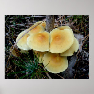 Orange Gult Mushroom Colony OBX Poster