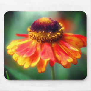 Orange Gult Zinnia Daisy Flower Musmatta