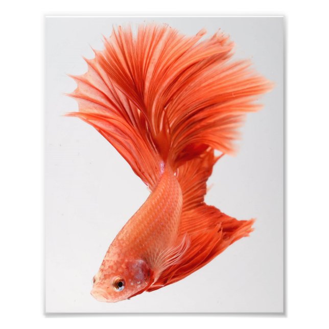 Orange Halfmoon Betta Fish Fototryck (Framsidan)