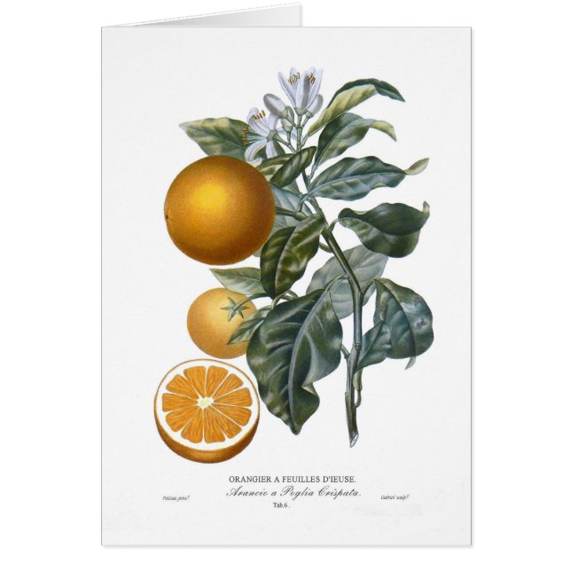 Orange Hälsningskort (Framsidan)