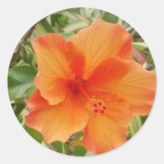 orange Hawaii hibiscus-planta Runt Klistermärke