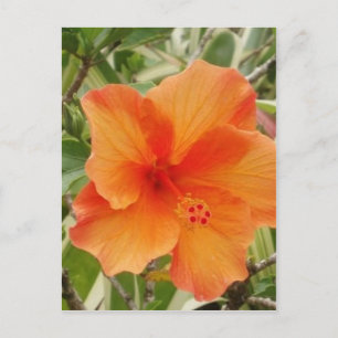 orange Hawaii hibiscus-planta Vykort