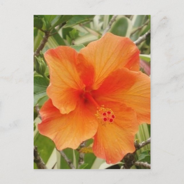 orange Hawaii hibiscus-planta Vykort (Framsida)