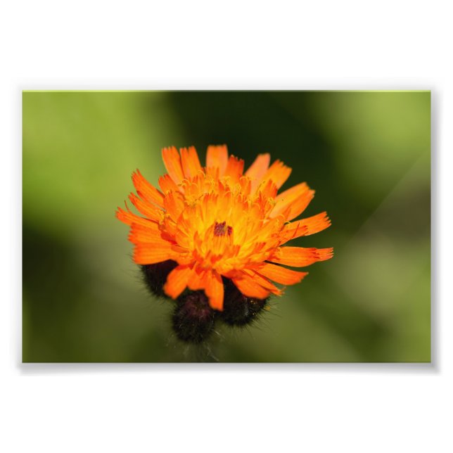 Orange Hawkweed Fototryck (Framsidan)